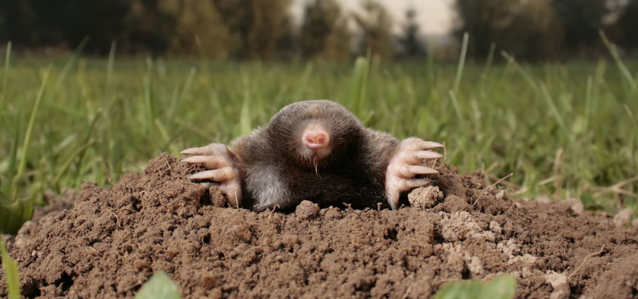 Getting Rid of Moles Hmapshire