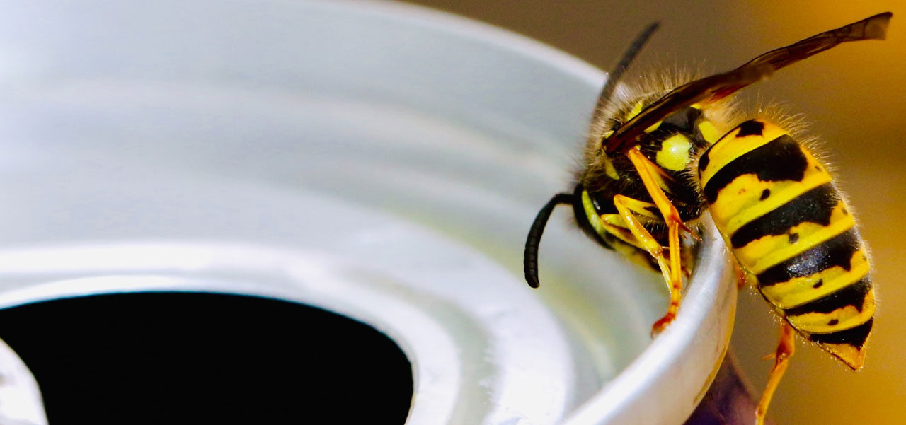 Wasp Nest Removal Hampshire